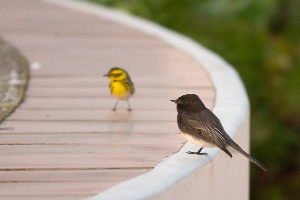 Black Phoebe perched on a wall