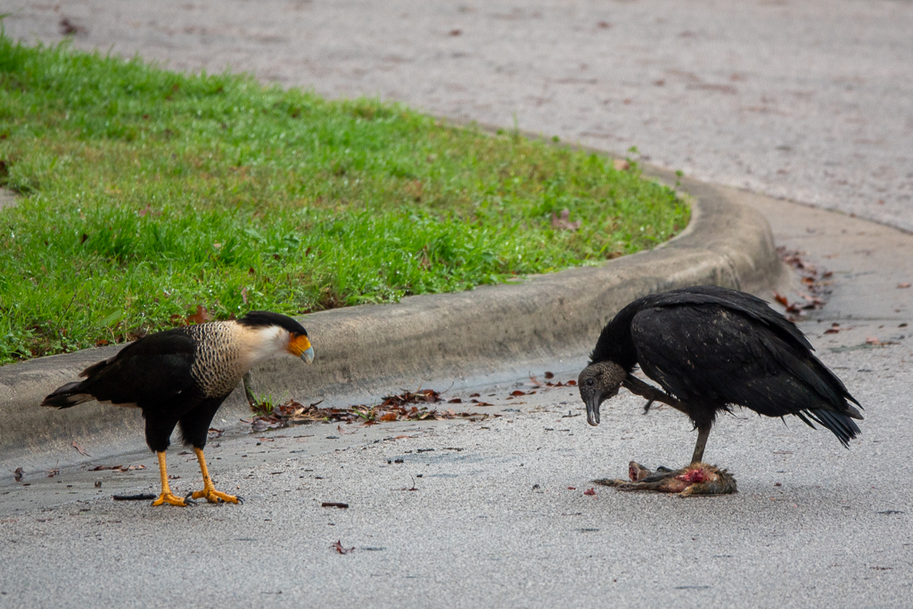 Black Vulture