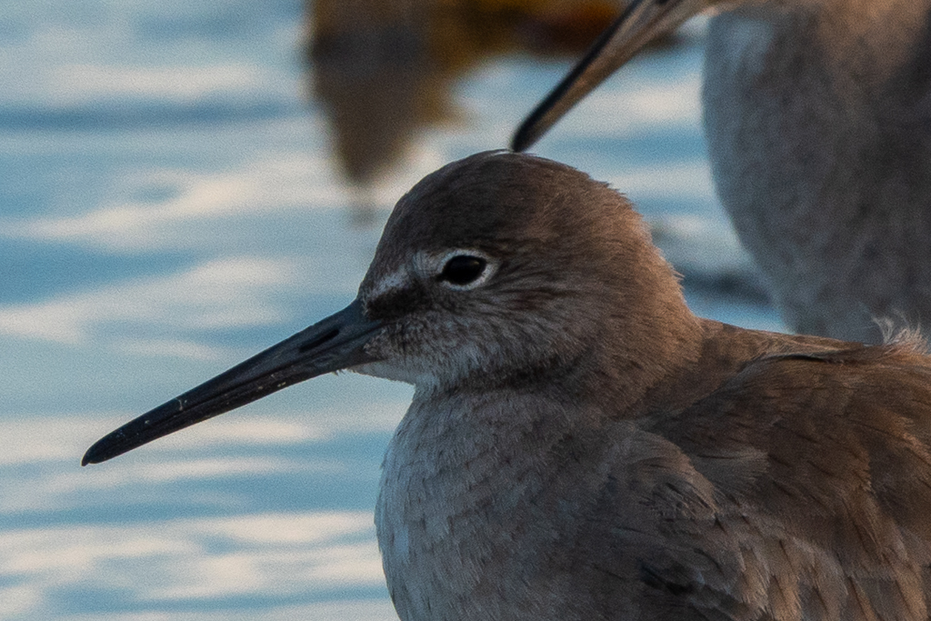 Willets playing in the water at Goleta Beach in Goleta, California