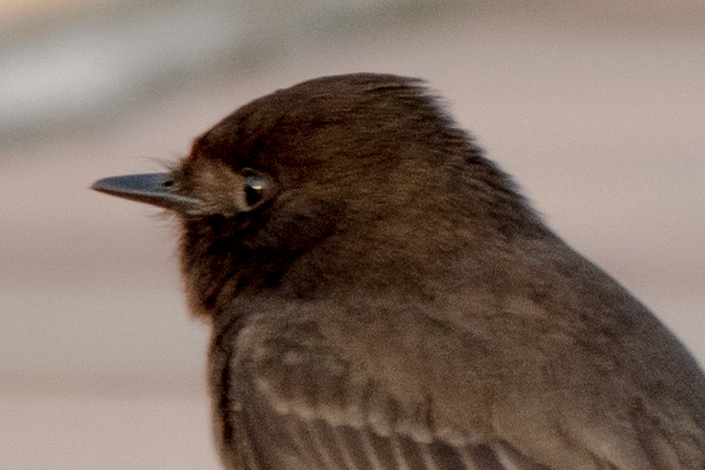 These Black Phoebes were shot at a hotel on the beach in Santa Barbara, CA.