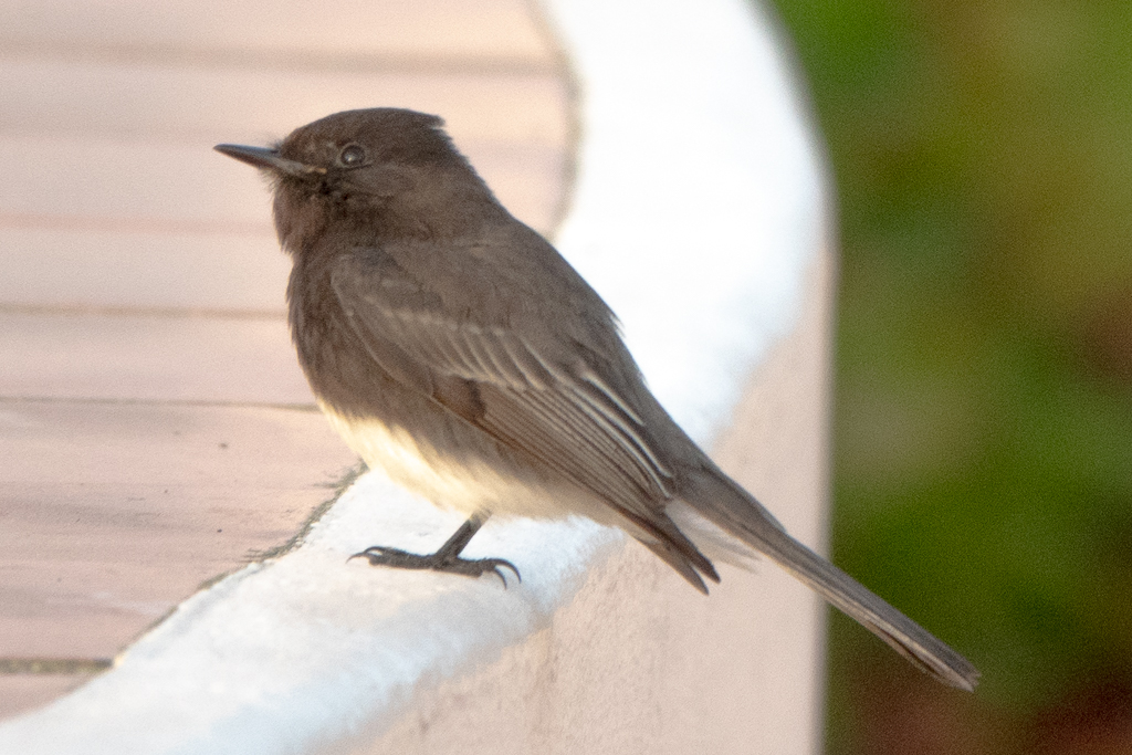 These Black Phoebes were shot at a hotel on the beach in Santa Barbara, CA.