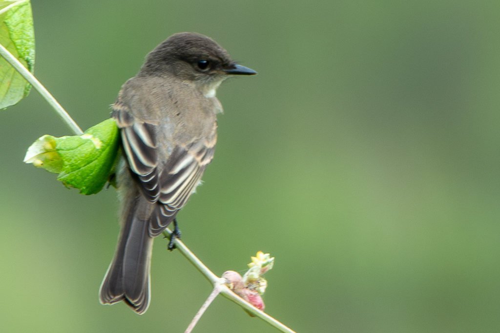 These Eastern Phoebes were shot Austin, Texas.