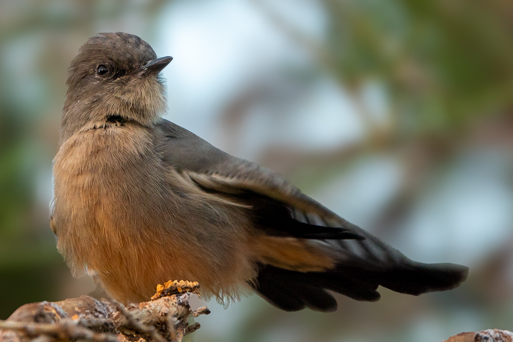 These Say's Phoebes were shot in a park in North Scottsdale, Arizona.