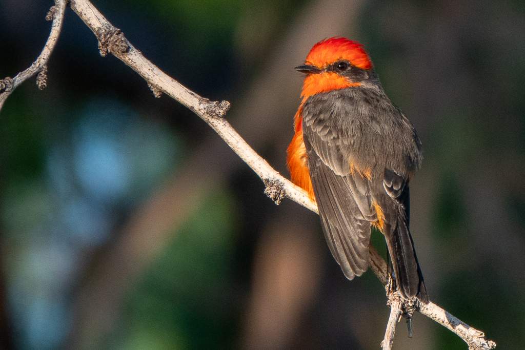 These Vermillion Flycatchers were shot in a park in North Scottsdale, Arizona.