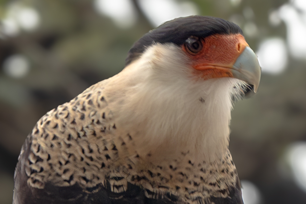 Crested Caracara