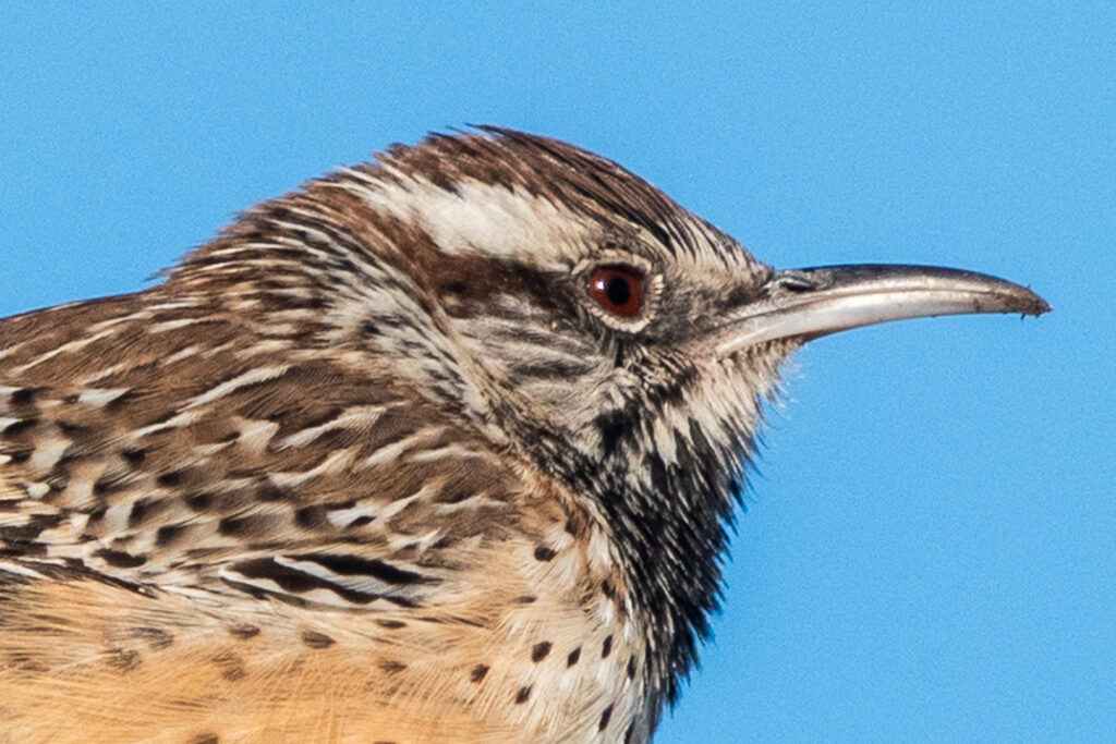 Cactus Wren close-up shot at the Desert Botanical Garden in Phoenix, AZ